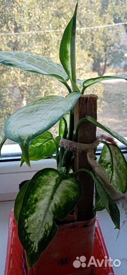 Диффенбахия