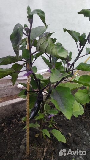 Колышки садовые