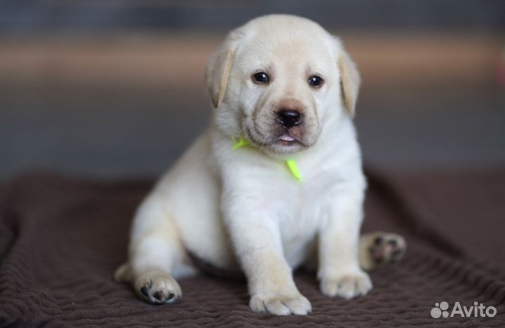 Щенки лабрадора