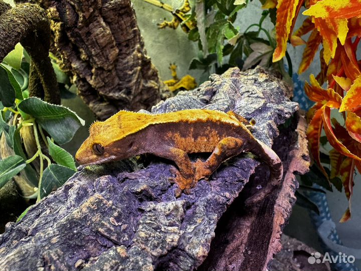 Реснитчатый бананоед