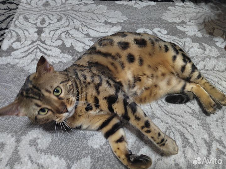 Бенгальский кот