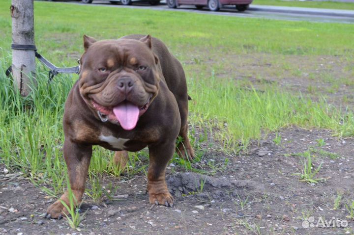 Американский Булли вязка