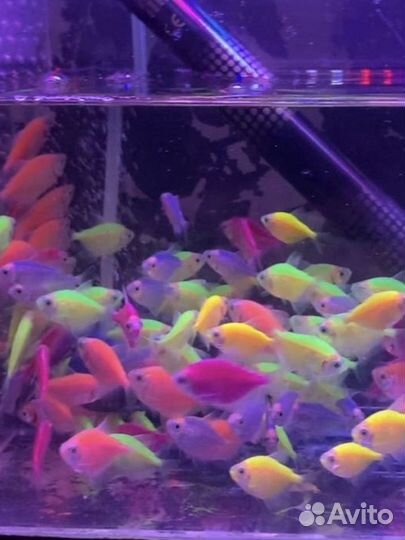 Аквариумные рыбки, улитки, креветки, лягушки