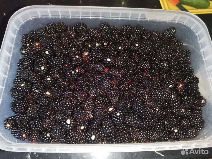 Саженцы малины (новость Кузьмина), ежевики(агавам)