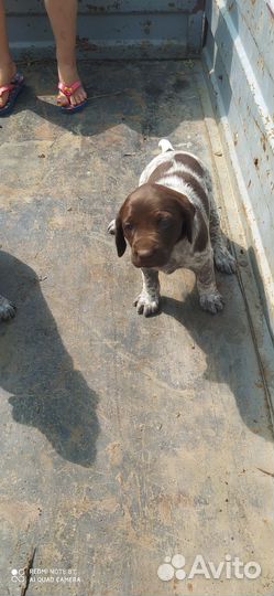 Щенки курцхара