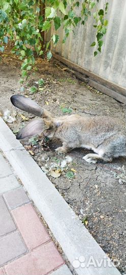 Кролики великаны, фландр, ризен