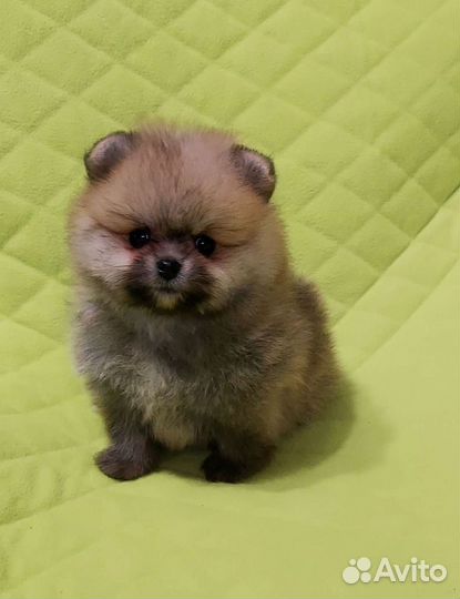 Мини-Мишки в Адлере