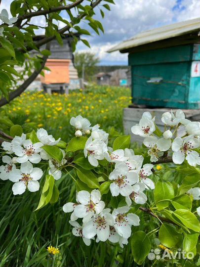 Липовый мед 3л сбор 2023г