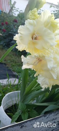 Гладиолусы махровые на срез для букета