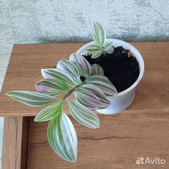 Традесканция, хлорофитум