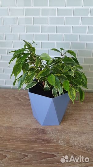 Фикус бенджамина пестролистный