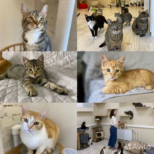 Котята и кошки в добрые руки