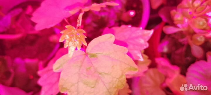 Рассада овощей и цветов