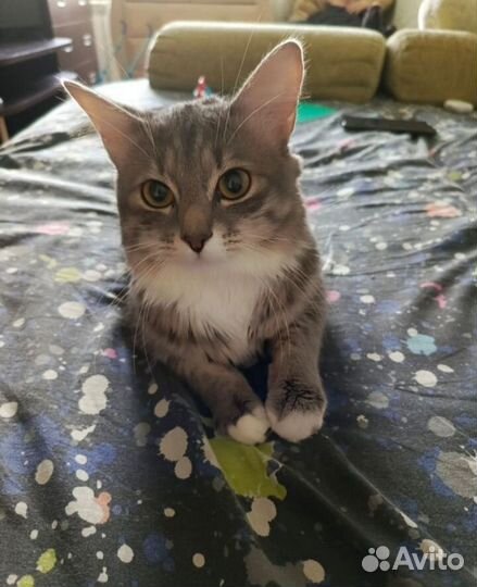 Кот в добрые руки
