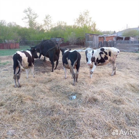 Продам 2 бычка и телочка