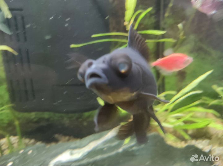 Телескоп идеальный