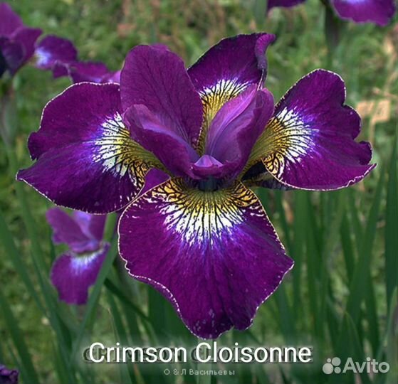 Ирис сибирский