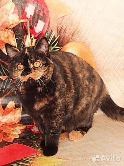 Британская