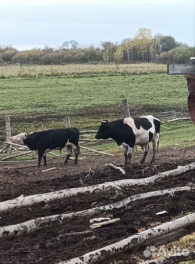 Продам быков 6 штк