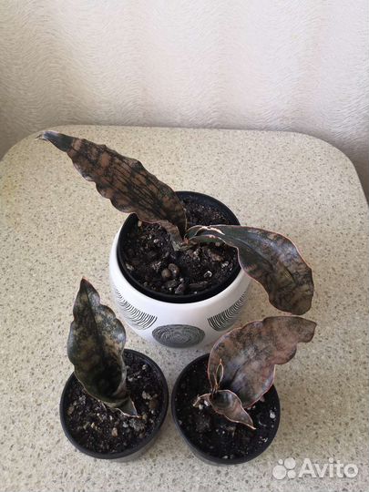 Сансевиерии сортовые