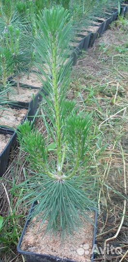 Сосна Тунберга