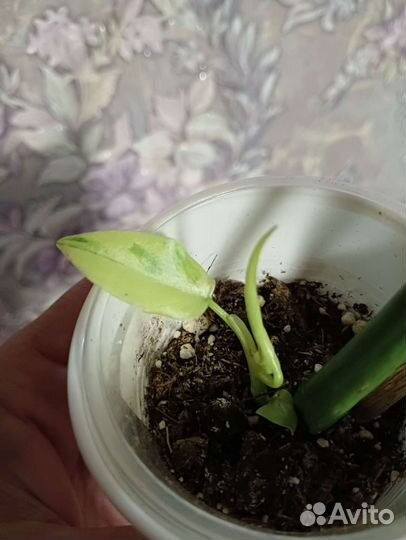 Филодендрон Т31 вар