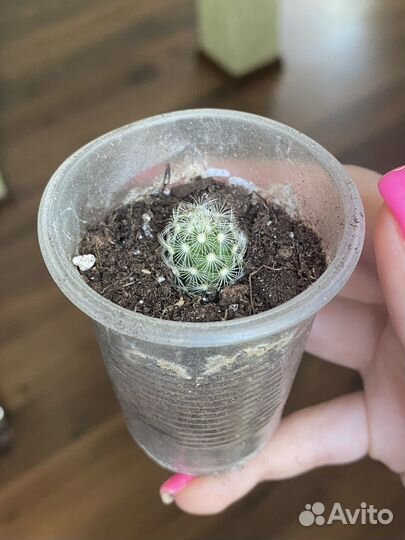 Кактус маммилярия удлиненная (детка)