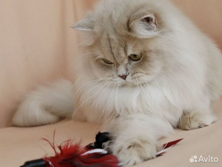 Золотая лиловая британская девочка