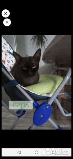 Донской сфинкс котята