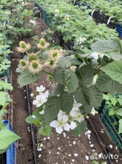 Ежевика блэк джем