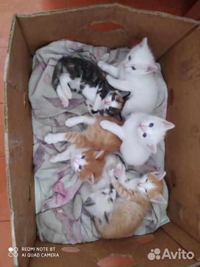 Отдам в хорошие руки милых пушистиков