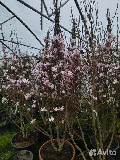 Чернозем урожайный, перегной 2г, доставлю, 1/15м3