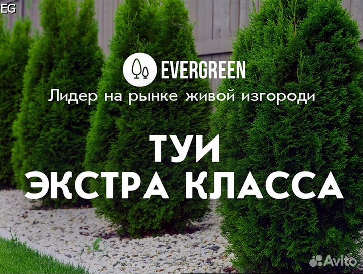 Туи премиум