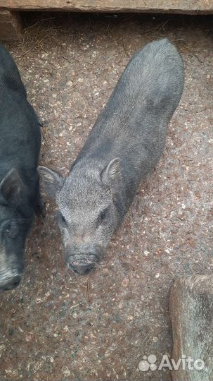 Вьетнамские поросята