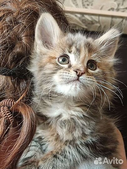 Котята мейн-кун