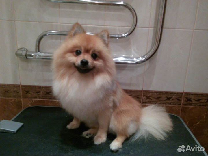 Стрижка собак и кошек