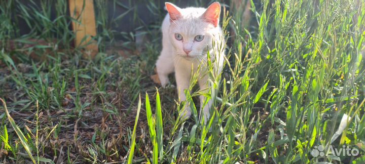 Кот в добрые руки