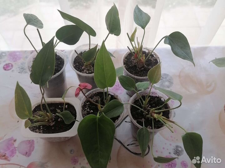 Комнатные цветы антуриум