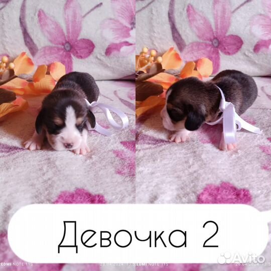 Щенки Бигля