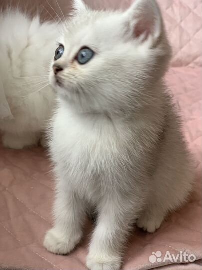 Британские котята серебристая шиншилла