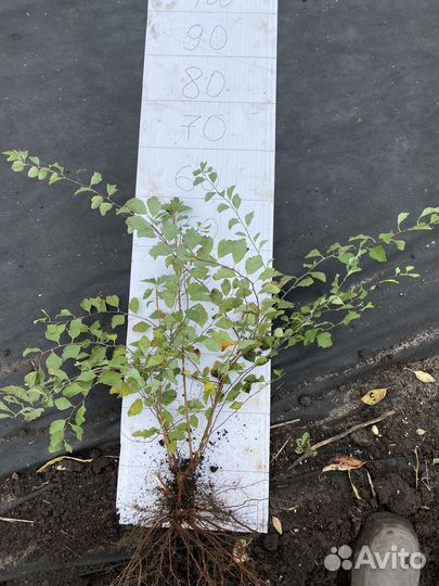 Спирея вангутта