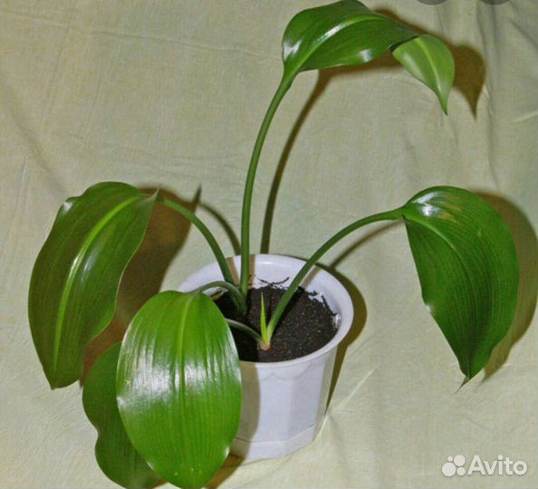 Лилия. эухарис