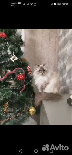 Котята Невские маскарадные