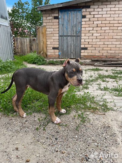 Американский булли classic