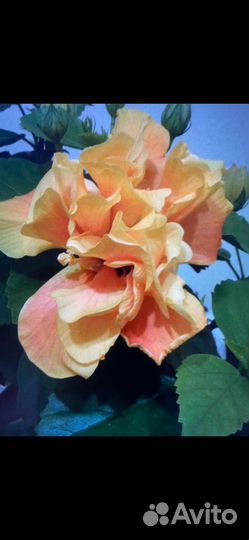 Гибискус китайская роза