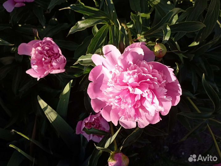 Пионы розовые, бордовые. Клематис белый мелкоцв