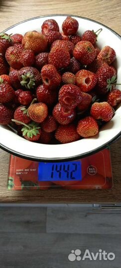 Рассада клубники ремонтантной