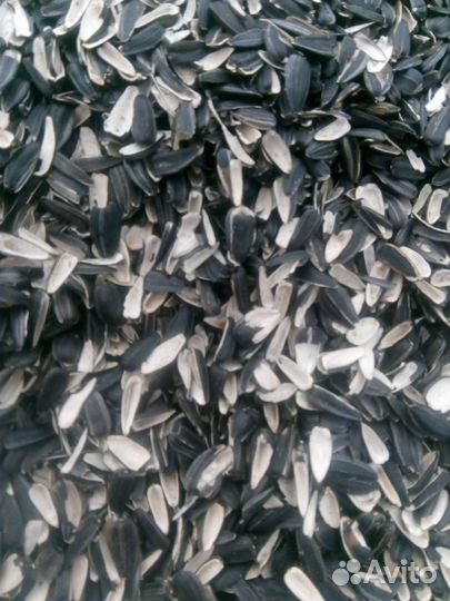 Шелуха подсолнечника (лузга)