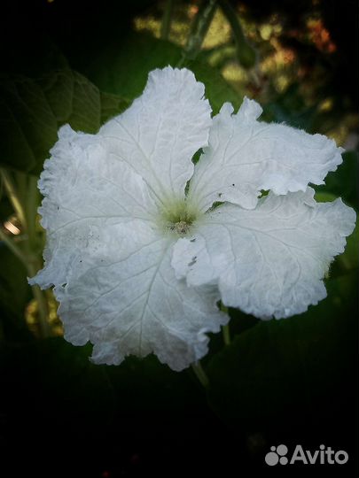 Семена лагенарии - бутылочной тыквы