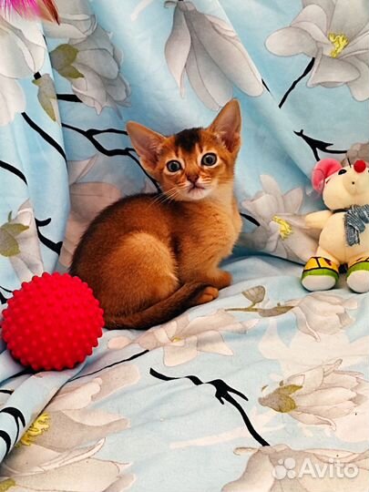 Абиссинские котята